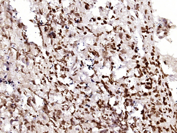 AMPK gamma1 Mouse Monoclonal Antibody