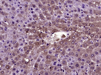 RALGPS2 Rabbit Polyclonal Antibody