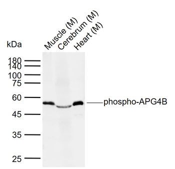 Phospho-APG4B (Ser34) Rabbit Polyclonal Antibody