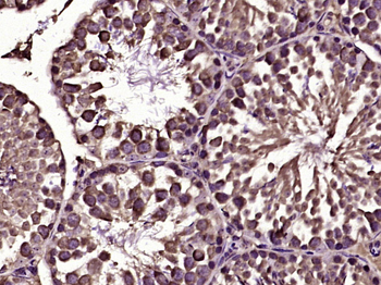 AMPK gamma 1 Rabbit Polyclonal Antibody