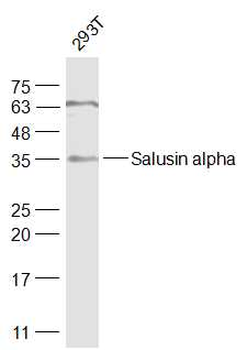Salusin alpha Rabbit Polyclonal Antibody