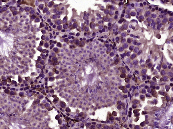 ISLR Rabbit Polyclonal Antibody