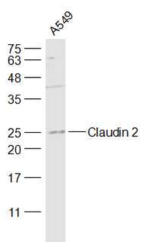 Claudin 2 Rabbit Polyclonal Antibody