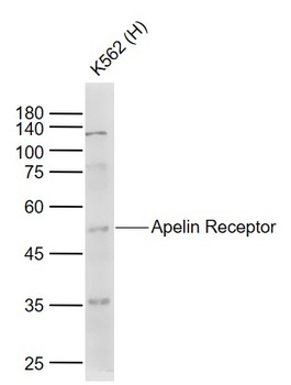 Apelin Receptor antibody