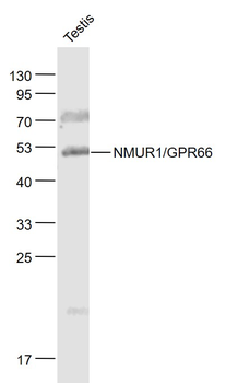 NMUR1/GPR66 Rabbit Polyclonal Antibody