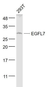 EGFL7 Rabbit Polyclonal Antibody