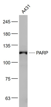 PARP1 Mouse Monoclonal Antibody