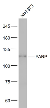 PARP1 Mouse Monoclonal Antibody