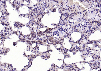 IRF1 Rabbit Polyclonal Antibody