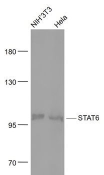 STAT6 antibody