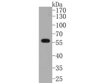 Akt1 (phospho-Ser473) antibody