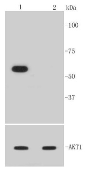 Akt1 (phospho-Ser473) antibody