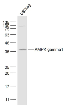 AMPK gamma1 Mouse Monoclonal Antibody