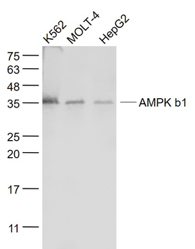 AMPK b1 Mouse Monoclonal Antibody