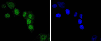 IRF2 Recombinant Rabbit Monoclonal Antibody