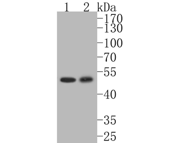 Phospho-C-Myc (Thr58+Ser62) Recombinant Rabbit Monoclonal Antibody