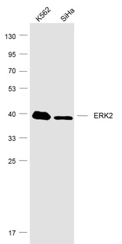 ERK2 antibody