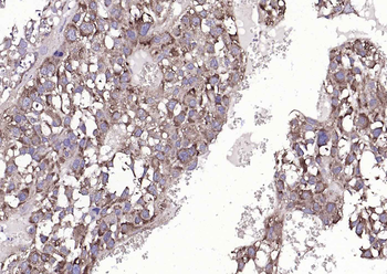 Cyclophilin B Mouse Monoclonal Antibody (Loading Control)