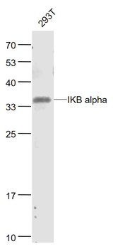IKB alpha Mouse Monoclonal Antibody