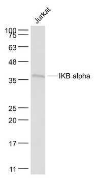 IKB alpha Mouse Monoclonal Antibody