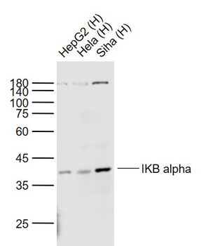 IKB alpha Mouse Monoclonal Antibody
