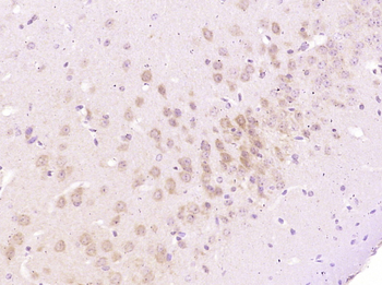 AMPK b1 Mouse Monoclonal Antibody