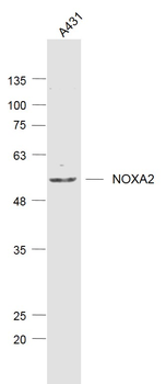 NOXA2 Rabbit Polyclonal Antibody
