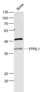 FPRL1 Rabbit Polyclonal Antibody