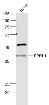 FPRL1 antibody