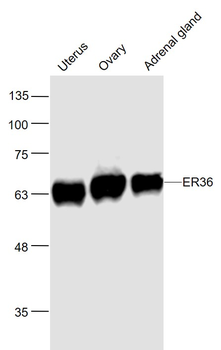 ER36 Rabbit Polyclonal Antibody