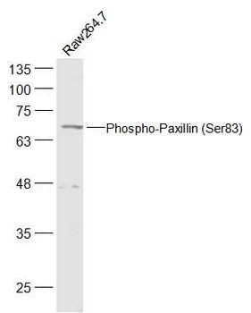Phospho-Paxillin (Ser83) Rabbit Polyclonal Antibody
