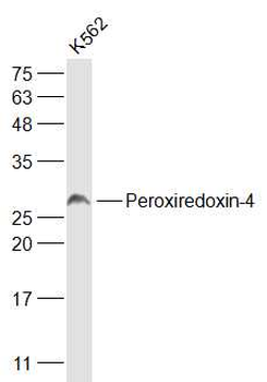 Peroxiredoxin-4 Rabbit Polyclonal Antibody