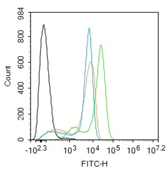 SLC25A18 Rabbit Polyclonal Antibody