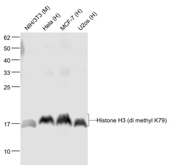Histone H3 (tri Methyl K79) antibody