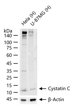 Cystatin C Mouse Monoclonal Antibody