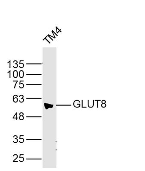 GLUT8 Rabbit Polyclonal Antibody
