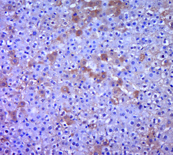 GNMT Rabbit Polyclonal Antibody