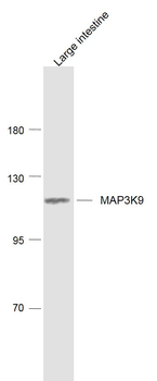 MAP3K9 Rabbit Polyclonal Antibody