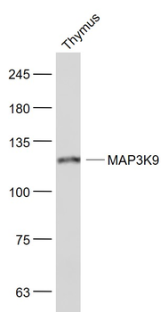 MAP3K9 Rabbit Polyclonal Antibody