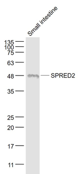 SPRED2 Rabbit Polyclonal Antibody