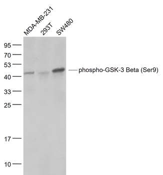 GSK-3 Beta (phospho-Ser9) antibody