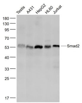 Smad2 antibody