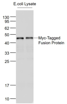 Myc Tag Mouse Monoclonal Antibody