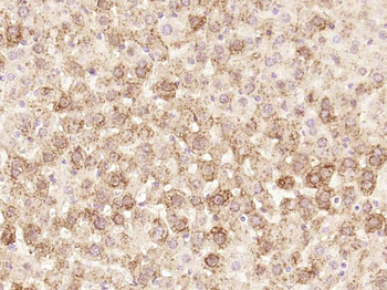 Peroxiredoxin 1 Recombinant Rabbit Monoclonal Antibody