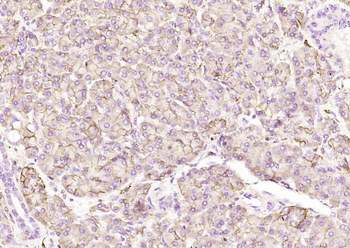 CD44 (ready to use) Mouse Monoclonal Antibody