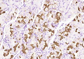MUC6 (ready to use) Mouse Monoclonal Antibody
