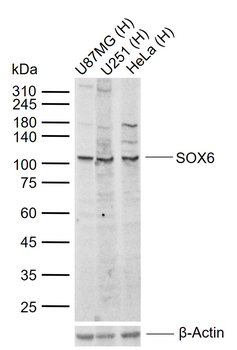 SOX6 Rabbit Polyclonal Antibody