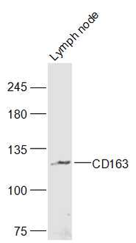 CD163 Rabbit Polyclonal Antibody