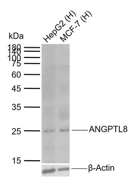 ANGPTL8 antibody