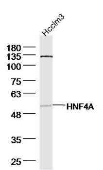 HNF4A Rabbit Polyclonal Antibody